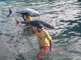 Man-powered tuna fishing hurt by refrigerator ships